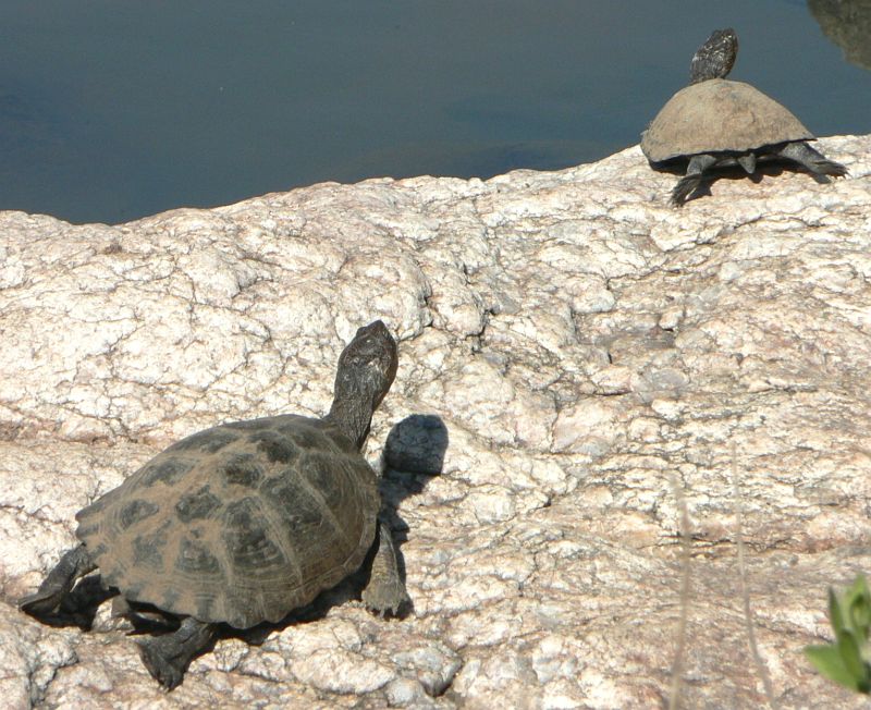 JAR 409_zelvy.JPG - Vyhřívání želv